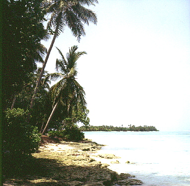 palmtree08