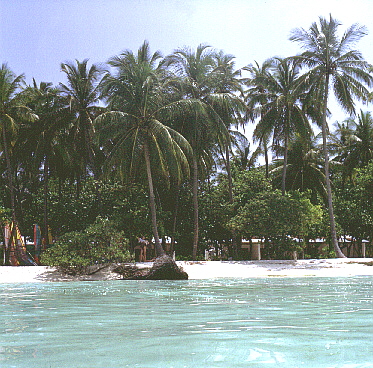 palmtree09