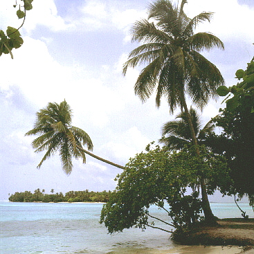 palmtree12