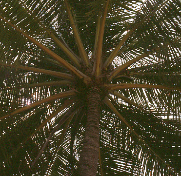 palmtree01