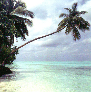 palmtree05