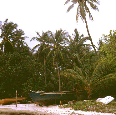 palmtree06
